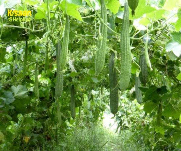 तोरई की वैज्ञानिक खेती, जानिए इसकी उन्नत खेती के बारें में